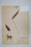 三葉茀蕨藏品圖，第1張