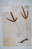 三葉茀蕨藏品圖，第1張