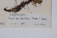 三葉茀蕨藏品圖，第2張