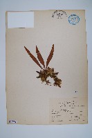 擬烏蘇里瓦葦藏品圖，第1張