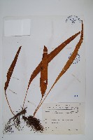 麟瓦葦、川上氏瓦葦藏品圖，第1張