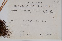 麟瓦葦、川上氏瓦葦藏品圖，第2張