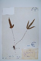 三葉茀蕨藏品圖，第1張