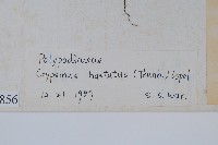 三葉茀蕨藏品圖，第2張