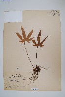 槭葉石葦藏品圖，第1張