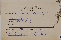 槭葉石葦藏品圖，第2張