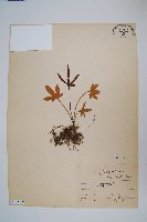 槭葉石葦藏品圖，第1張