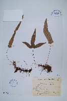 三葉茀蕨藏品圖，第1張