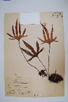 槭葉石葦藏品圖，第1張