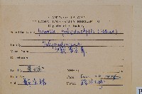 槭葉石葦藏品圖，第2張