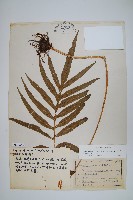 大線蕨藏品圖，第1張