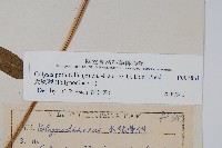 大線蕨藏品圖，第2張