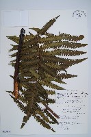 韓氏黑桫欏藏品圖，第1張