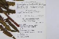 韓氏黑桫欏藏品圖，第2張