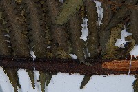 韓氏黑桫欏藏品圖，第3張