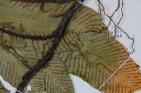 細柄雙蓋蕨藏品圖，第3張