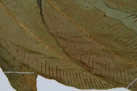 細柄雙蓋蕨藏品圖，第4張