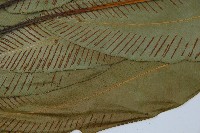 細柄雙蓋蕨藏品圖，第5張