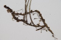 單葉雙蓋蕨藏品圖，第2張