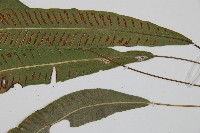 單葉雙蓋蕨藏品圖，第3張