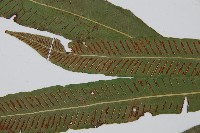 單葉雙蓋蕨藏品圖，第4張