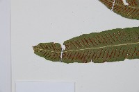 單葉雙蓋蕨藏品圖，第5張