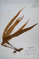 粵瓦葦藏品圖，第1張