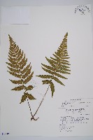 東洋蹄蓋蕨藏品圖，第1張