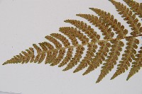 東洋蹄蓋蕨藏品圖，第4張