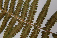 東洋蹄蓋蕨藏品圖，第5張