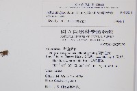 東洋蹄蓋蕨藏品圖，第2張