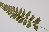 東洋蹄蓋蕨藏品圖，第3張