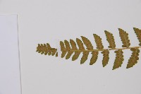 東洋蹄蓋蕨藏品圖，第5張