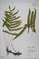 密毛小毛蕨藏品圖，第1張