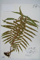 野小毛蕨藏品圖，第1張