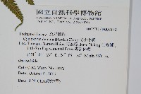 野小毛蕨藏品圖，第2張