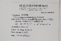 姬書帶蕨藏品圖，第2張