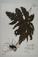 三叉蕨藏品圖，第1張