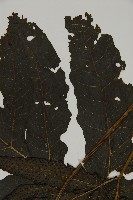 三叉蕨藏品圖，第3張