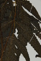 三叉蕨藏品圖，第4張