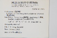 圓葉陵齒蕨藏品圖，第2張