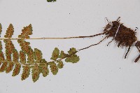 東洋蹄蓋蕨藏品圖，第3張