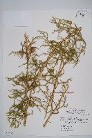 過山龍藏品圖，第1張