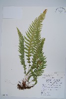 翅軸假金星蕨、短柄卵果蕨藏品圖，第1張