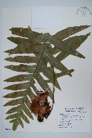 槲蕨藏品圖，第1張