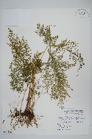 日本金粉蕨藏品圖，第1張