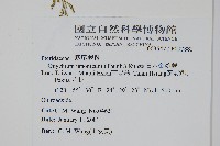 日本金粉蕨藏品圖，第2張