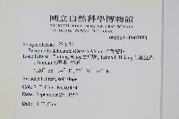 全緣卷柏藏品圖，第2張