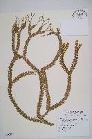 小垂枝石松藏品圖，第1張