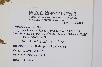 小垂枝石松藏品圖，第2張